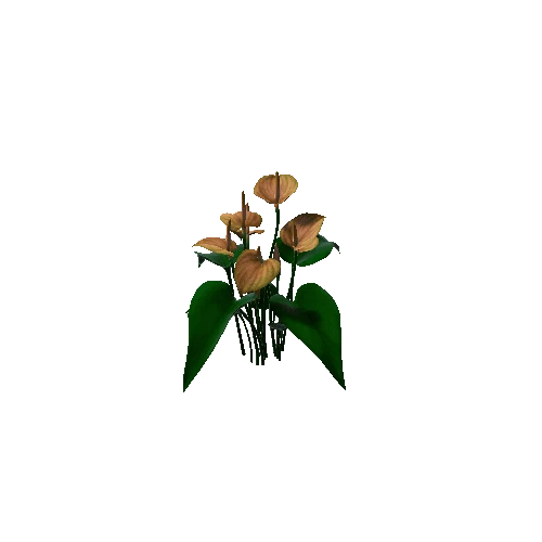 Flower Anthurium Floral1 1
